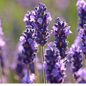 lavender sprigs